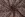 Kant stof - foil lace - bruin - 22412-100 - Kant stof - foil lace - bruin - 22412-100