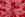 Katoen met coating - kersen - roze - 5943-007 - Katoen met coating - kersen - roze - 5943-007