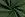 Kerststof - katoen poplin - folie kersttakken - groen - 20715-025 - Kerststof - katoen poplin - folie kersttakken - groen - 20715-025
