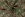 Kerststof - katoen poplin - kerstballen - groen - 22736-025 - Kerststof - katoen poplin - kerstballen - groen - 22736-025