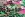 Tricot stof - ribtricot - dierenprint - roze/groen - JT336 - Tricot stof - ribtricot - dierenprint - roze/groen - JT336
