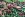 Tricot stof - ribtricot - dierenprint - roze/groen - JT336 - Tricot stof - ribtricot - dierenprint - roze/groen - JT336
