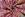 Katoenen stof - poplin - giraffen - multi - 27/25656-013 - Katoenen stof - poplin - giraffen - multi - 27/25656-013