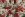 Canvas – Leinenoptik – Weihnachtssterne – naturfarben – 1974-032 - Canvas – Leinenoptik – Weihnachtssterne – naturfarben – 1974-032