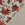 Canvas – Leinenoptik – Weihnachtssterne – naturfarben – 1974-032 - Canvas – Leinenoptik – Weihnachtssterne – naturfarben – 1974-032