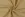 Katoenen stof - poplin - bloemetjes - beige - 60694-052 - Katoenen stof - poplin - bloemetjes - beige - 60694-052