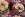 Tricot stof - digitaal bloemen - mauve - 60639-247 - Tricot stof - digitaal bloemen - mauve - 60639-247