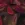 Polyester stof - jacquard & lurex - bloemen - rood - 26082-017 - Polyester stof - jacquard & lurex - bloemen - rood - 26082-017
