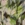 Viscose stof - mix - bladeren - groen - 23039-315 - Viscose stof - mix - bladeren - groen - 23039-315