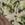 Viscose stof - mix - bladeren - groen - 23039-315 - Viscose stof - mix - bladeren - groen - 23039-315