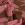 Tricot stof - punta di roma - bladeren - bruin - 26042-055 - Tricot stof - punta di roma - bladeren - bruin - 26042-055