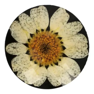-Knoop Margriet Zwart/Beige 5622-34 - Knoop Margriet Zwart/Beige 5622-34