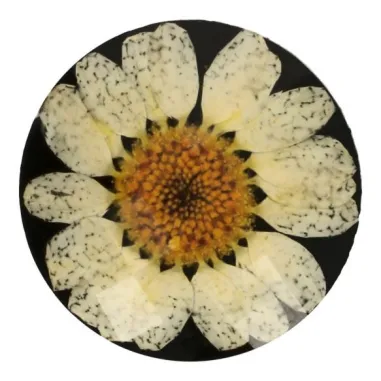 Knöpfe - Knoop Margriet Zwart/Beige 5622-34