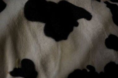 Polyester stoffen - Polyester stof - Dierenprint koe vlekken - off-white/zwart - 4501-051