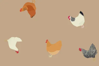 Jersey - Tricot stof - French Terry brushed - kippen - donkerbeige - 2/20103-522